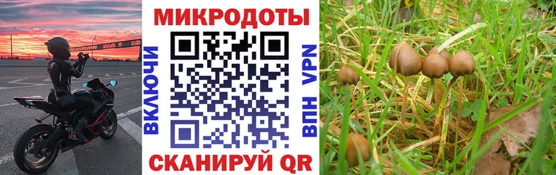 закладка  Медынь  кракен ТОР  Галлюциногенные грибы MAGIC MUSHROOMS 
