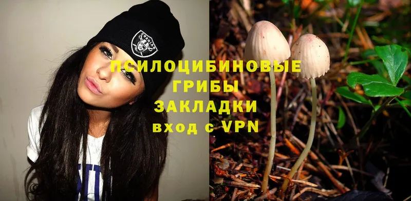 Псилоцибиновые грибы Psilocybe  Медынь 